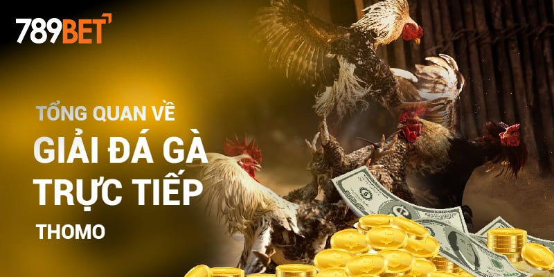 Tổng quan về giải đá gà trực tiếp thomo Tổng quan về giải đá gà trực tiếp thomo